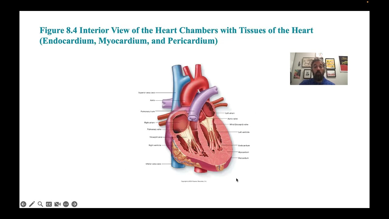 BIOL 1310 Circulatory