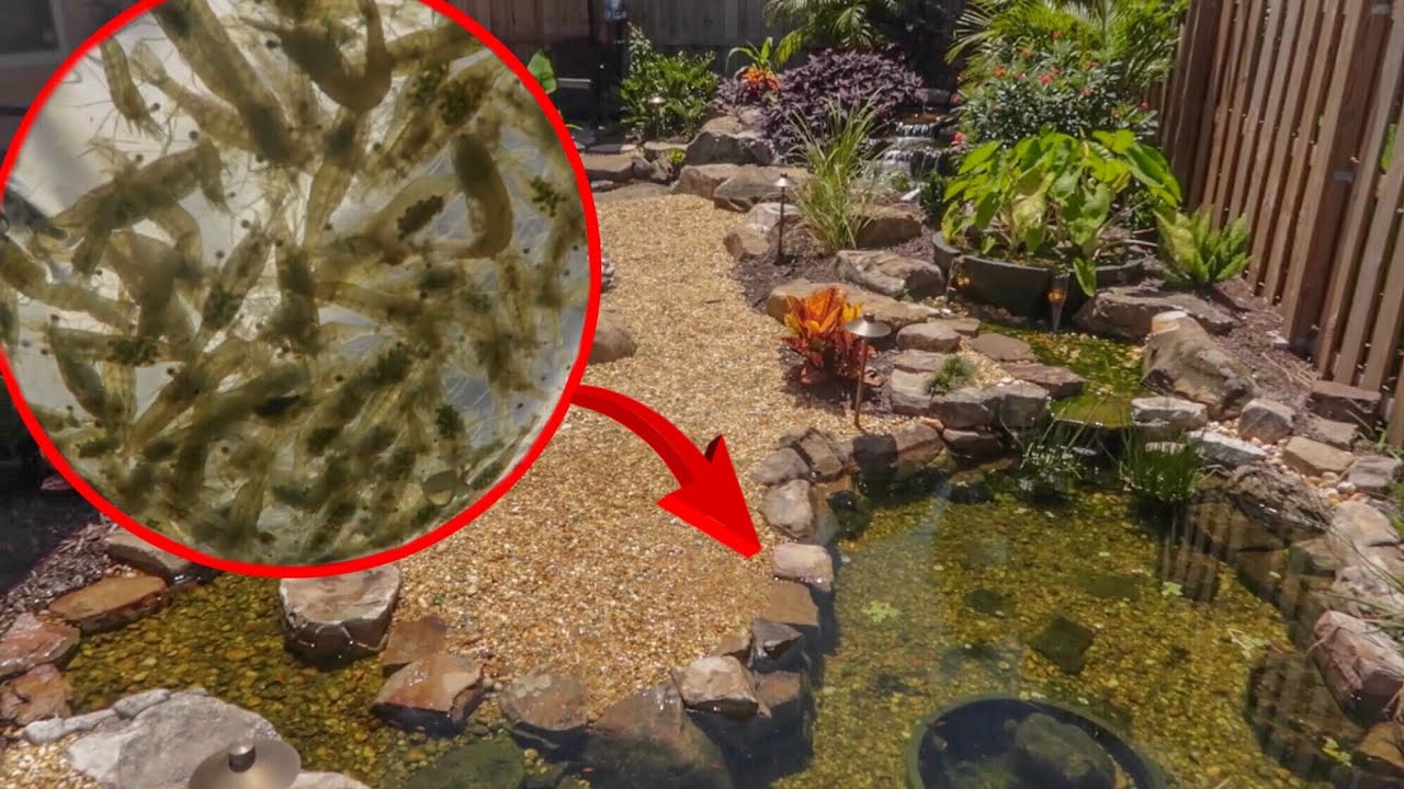 GHOST SHRIMP for the POND!!!