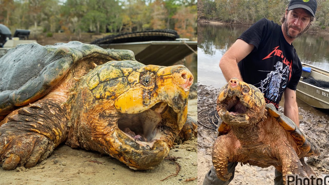 BIGGEST SNAPPING TURTLE I’ve Ever Seen!!!! 🤯🐢 MUST SEE!