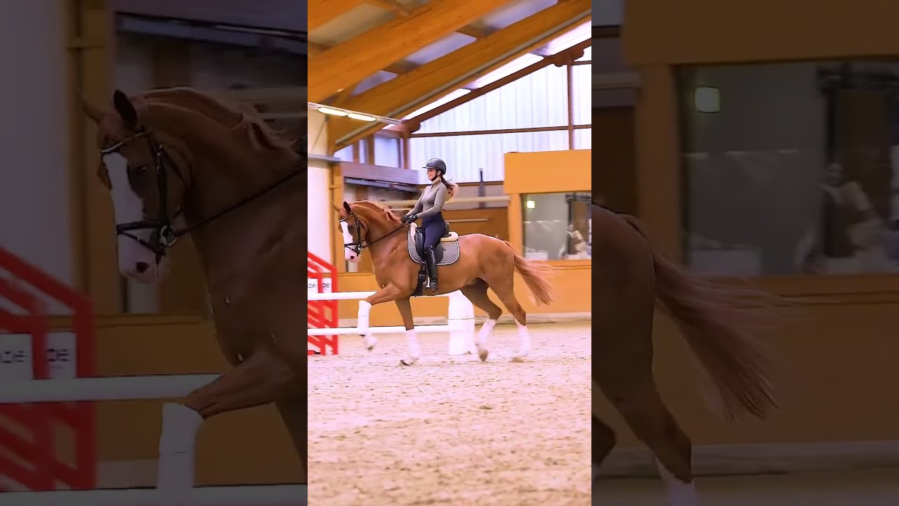 Mitteltrab mit Fiabesco 🐴 #equestrian #horses #shorts #horselover Inleobo