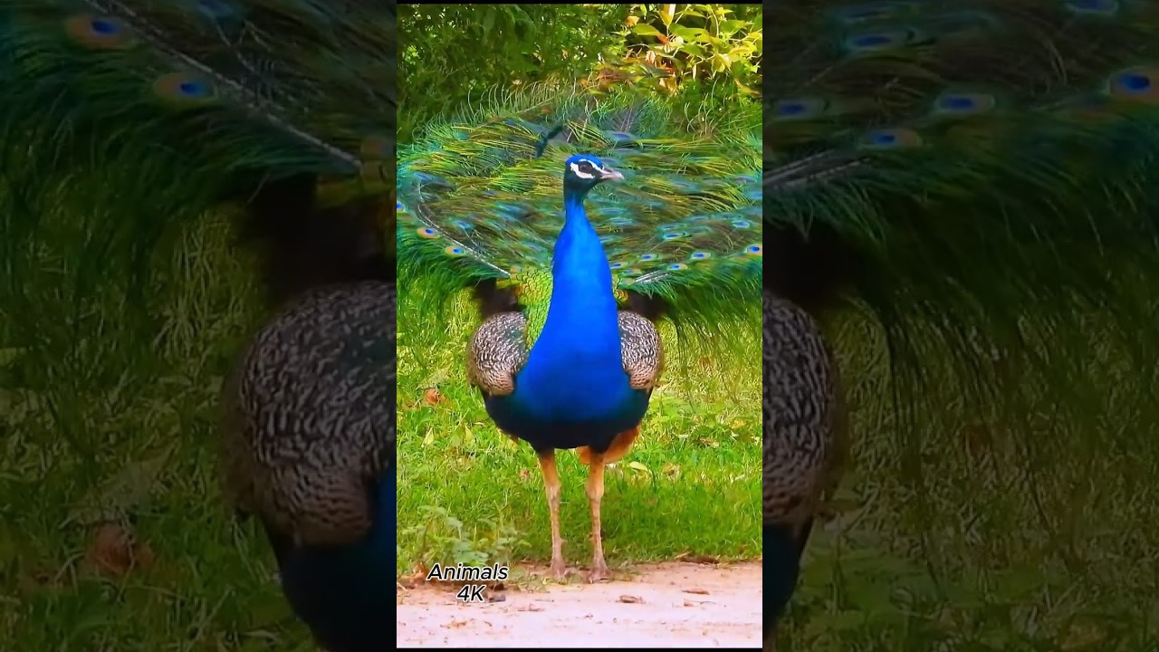 Peafowl bird ~ Peacock sound ❤️ 😍 💖  #birds #peacocksound