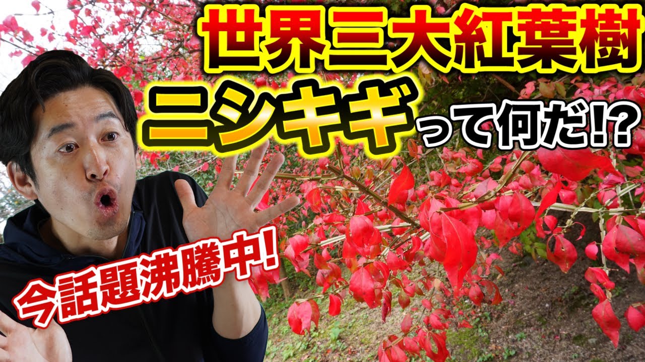 【最高峰の紅葉】世界三大紅葉樹をお庭で楽しむ方法