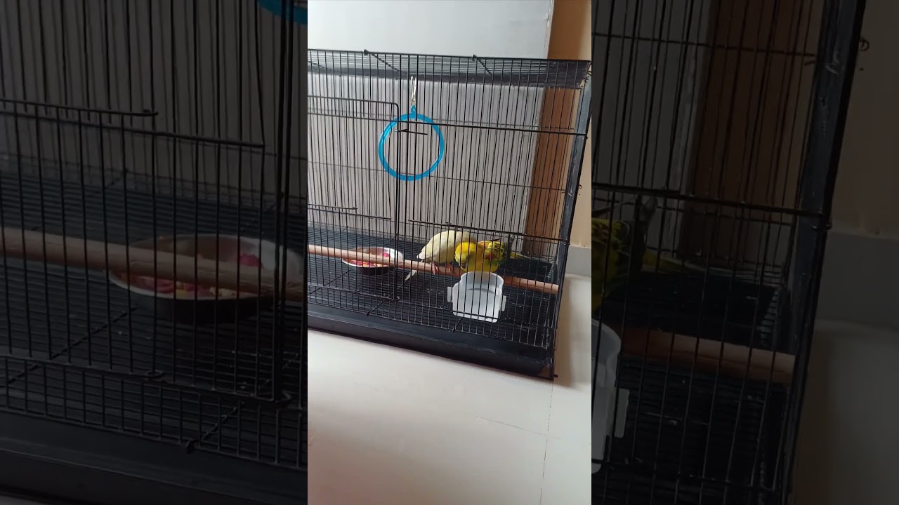 red rump pair #redrump