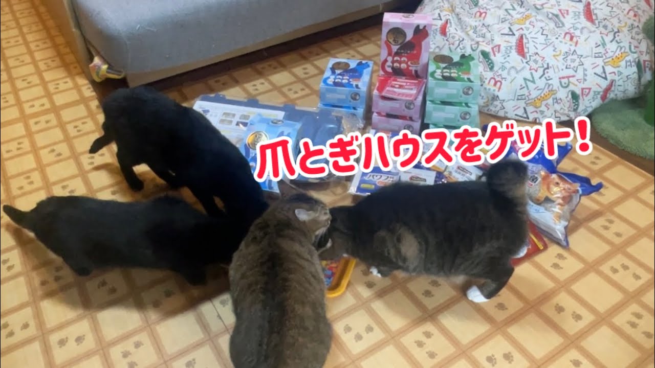 キャットフードを買ったら...♪