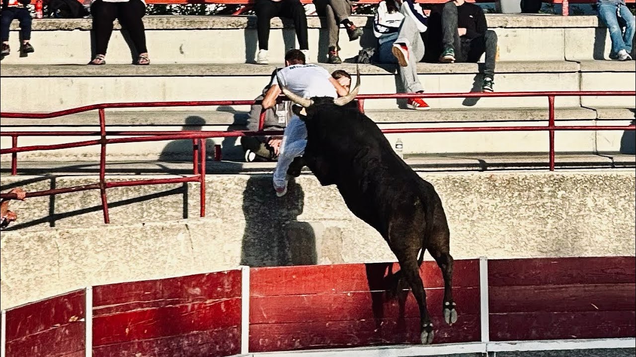 Course camarguaise niveau ligue paca 27 septembre 2025 