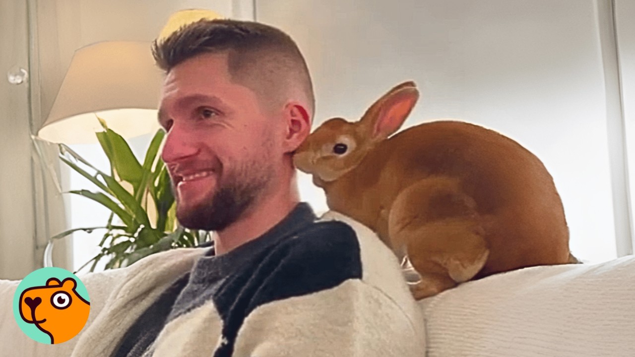 Sassy Bunny Steals Woman&rsquo;s Boyfriend For Daily Cuddles | Cuddle Buddies