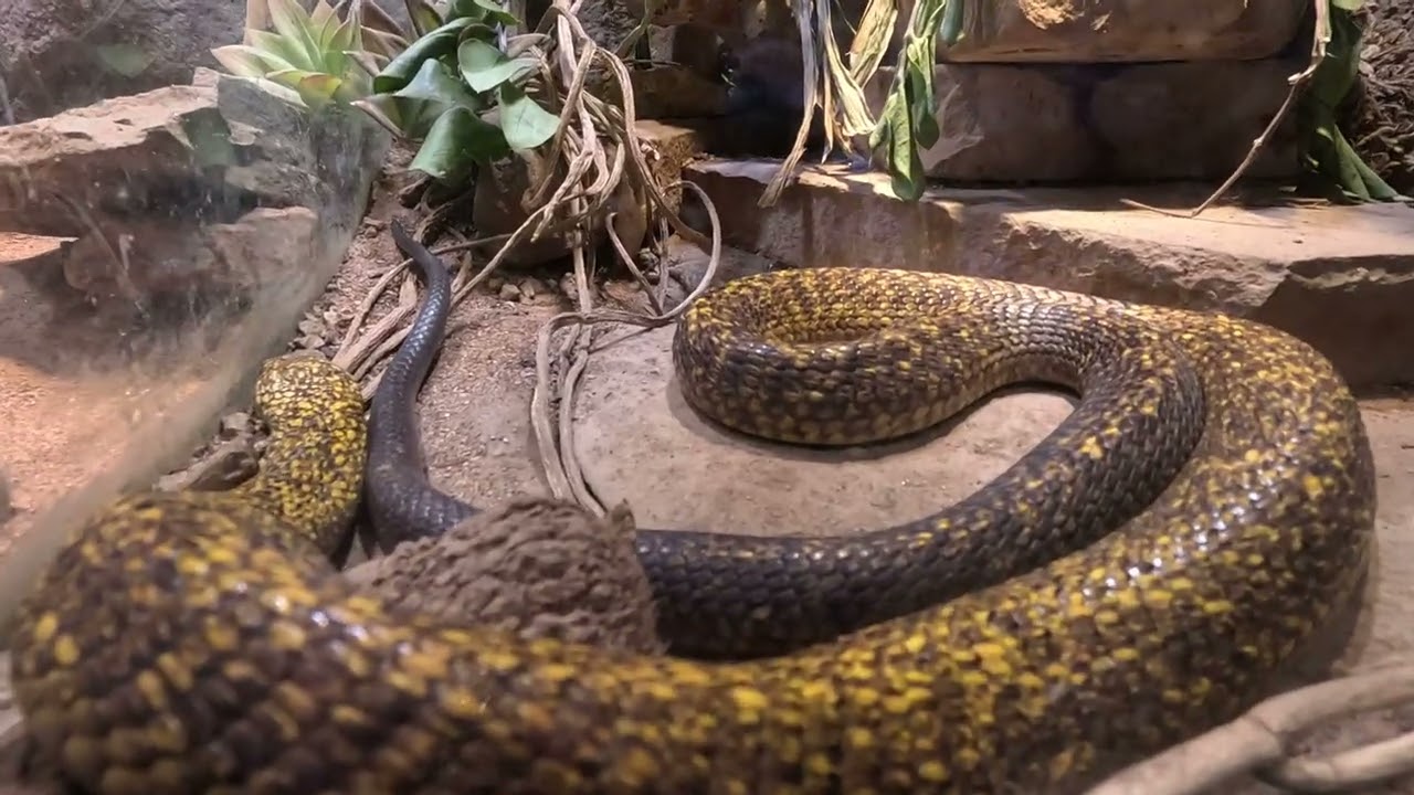 Omaha’s Henry Doorly Zoo And Aquarium 
