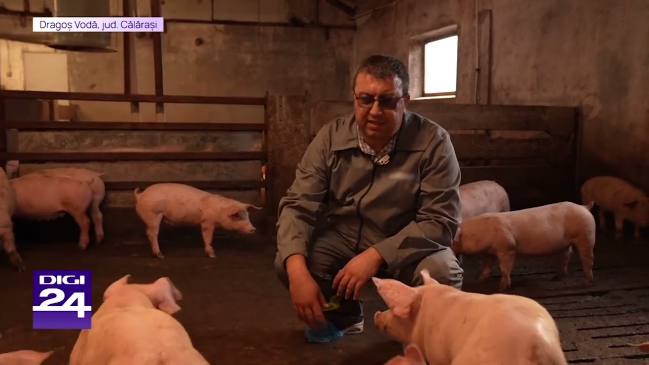 FERMA de PORCI AGROMAR🐷🐖