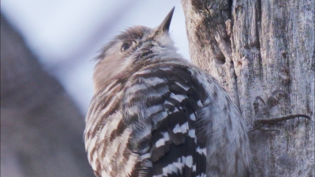 コゲラ ドラミング 鳴き声代わり 信越の林 美しい日本の野鳥 4月上旬