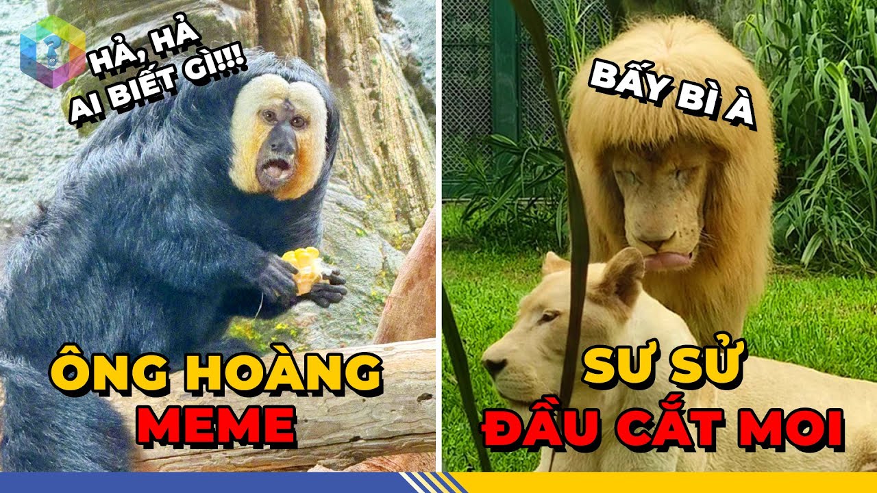 1001 Loạt Khoảnh Khắc "VÔ TRI" Tại Sở Thú Khiến Khách Thăm Quan Cười Ra Nước Mắt - Top 1 Khám Phá