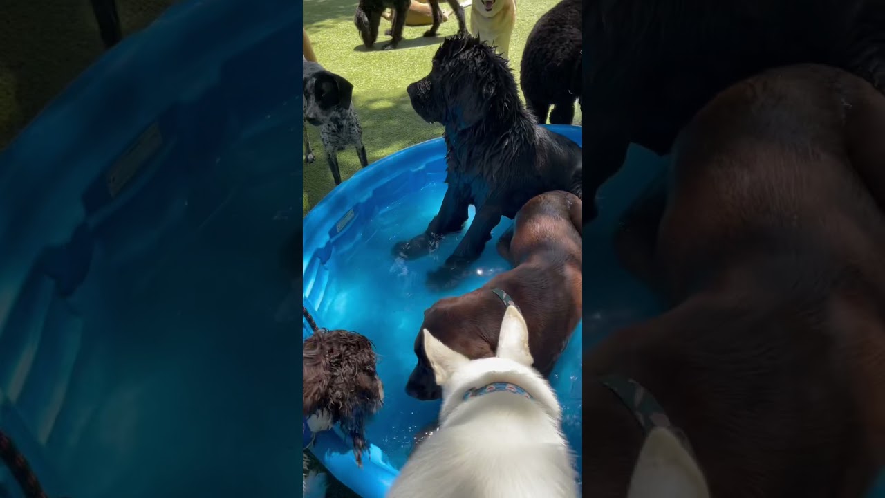 Living in dog paradise