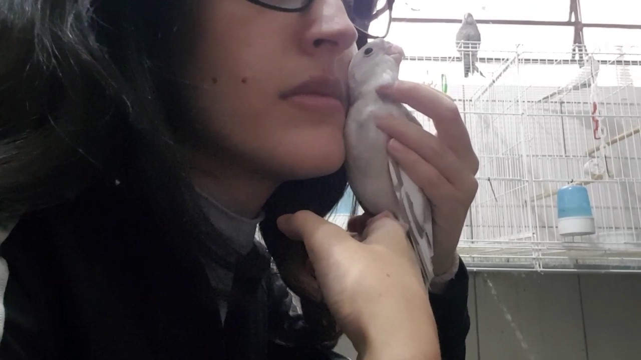 A primeira ave pet (mansa)! Recomenda&ccedil;&atilde;o  - Dica UDP
