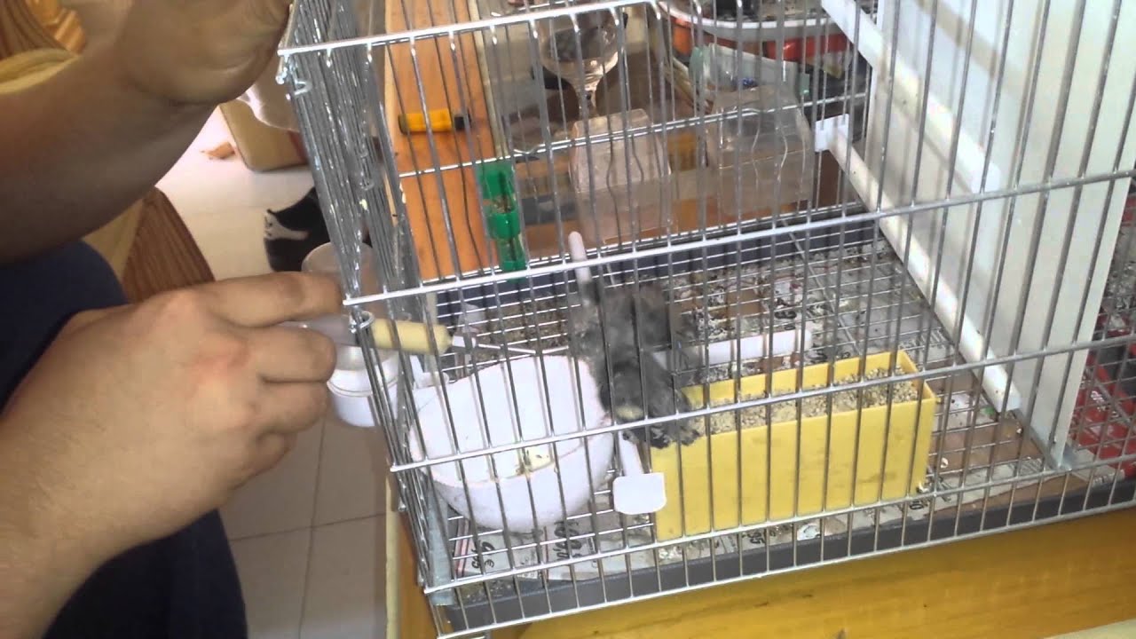 Como darle de comer a jilguero palilleros