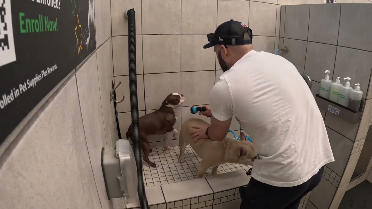 Brody & Gronk Try Pet Supplies Plus Self Service Dog Wash