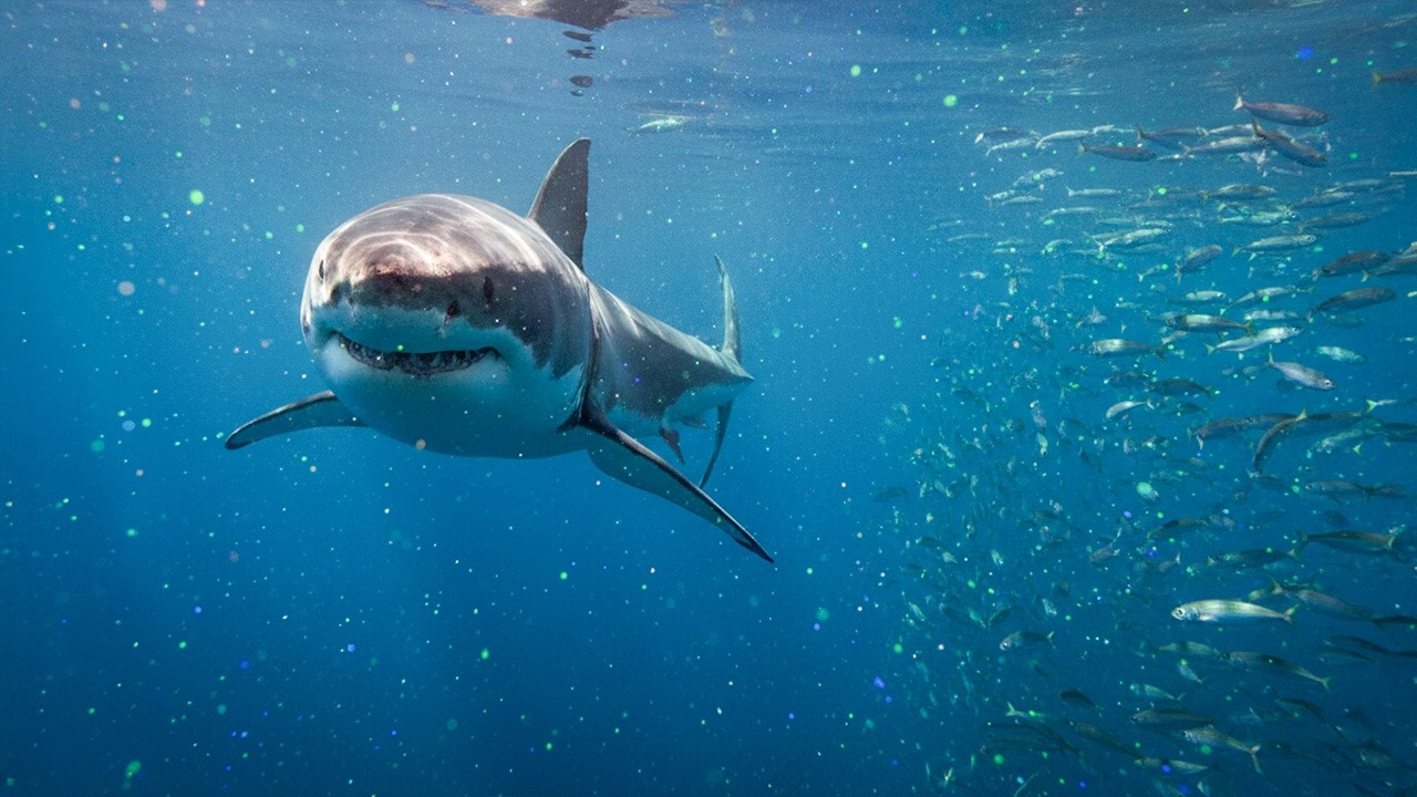 Невидимый мир океана: СВЕРХЧУВСТВА ПОД ВОДОЙ