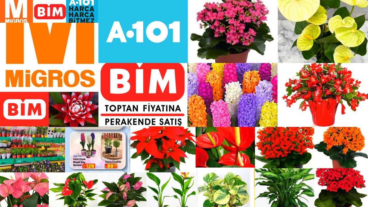 📢 MİGROS 📢 BİM📢A101  MARKET 📢YILBAŞI İÇİN ŞİMDİ GELENLER 📢 KALANŞO BUDAMASI 