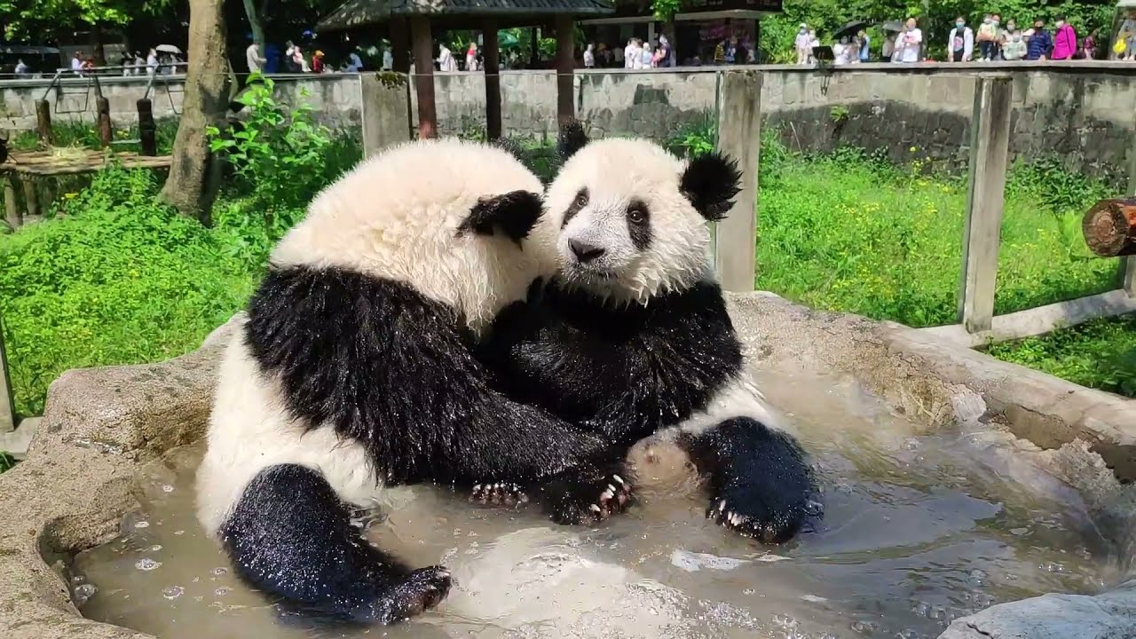 双重泡澡，喜庆围观💦Cuteness Overload: ChongChong & ShuangShuang taking a bath, XiXi & QingQing playing aside
