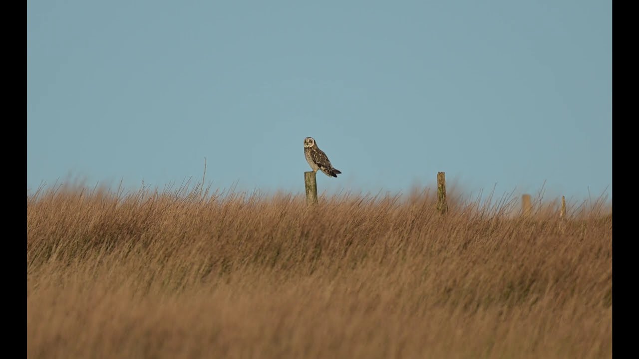 Short-Eared Owl in Flight Over the Moor | Stunning Wildlife Footage 🦉✨