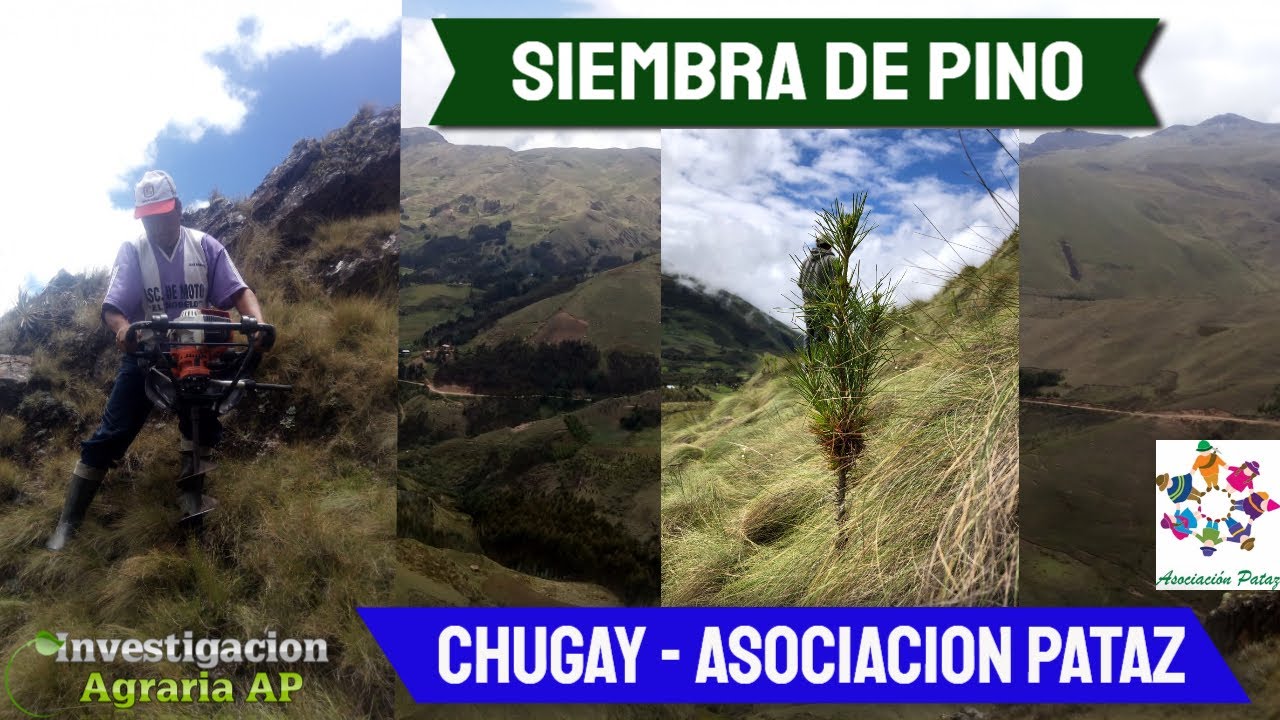 🌲Siembra de pino en Chugay  ✔️ Asociaci&oacute;n Pataz