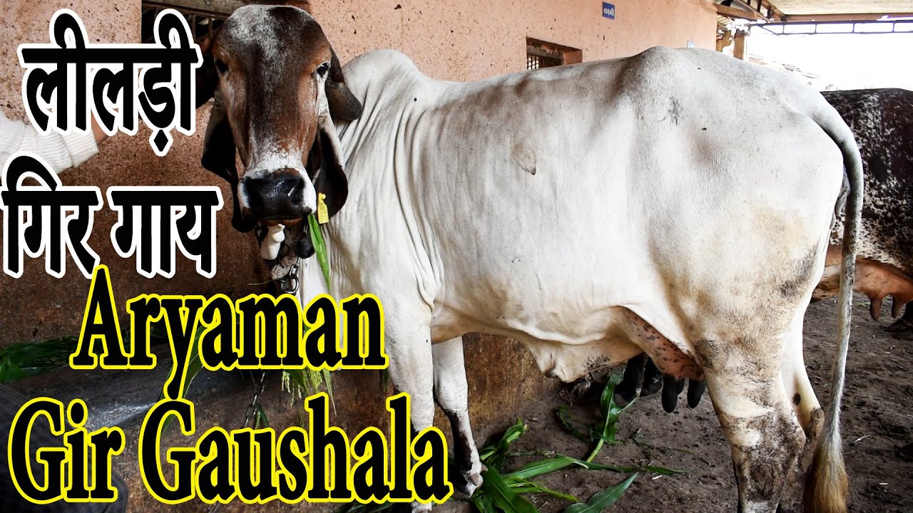 लीलड़ी गिर गाय I Aryaman Gir Gaushala Jasdan Gujarat I  स्वर्ण कपिला I Variety of Gir Cows