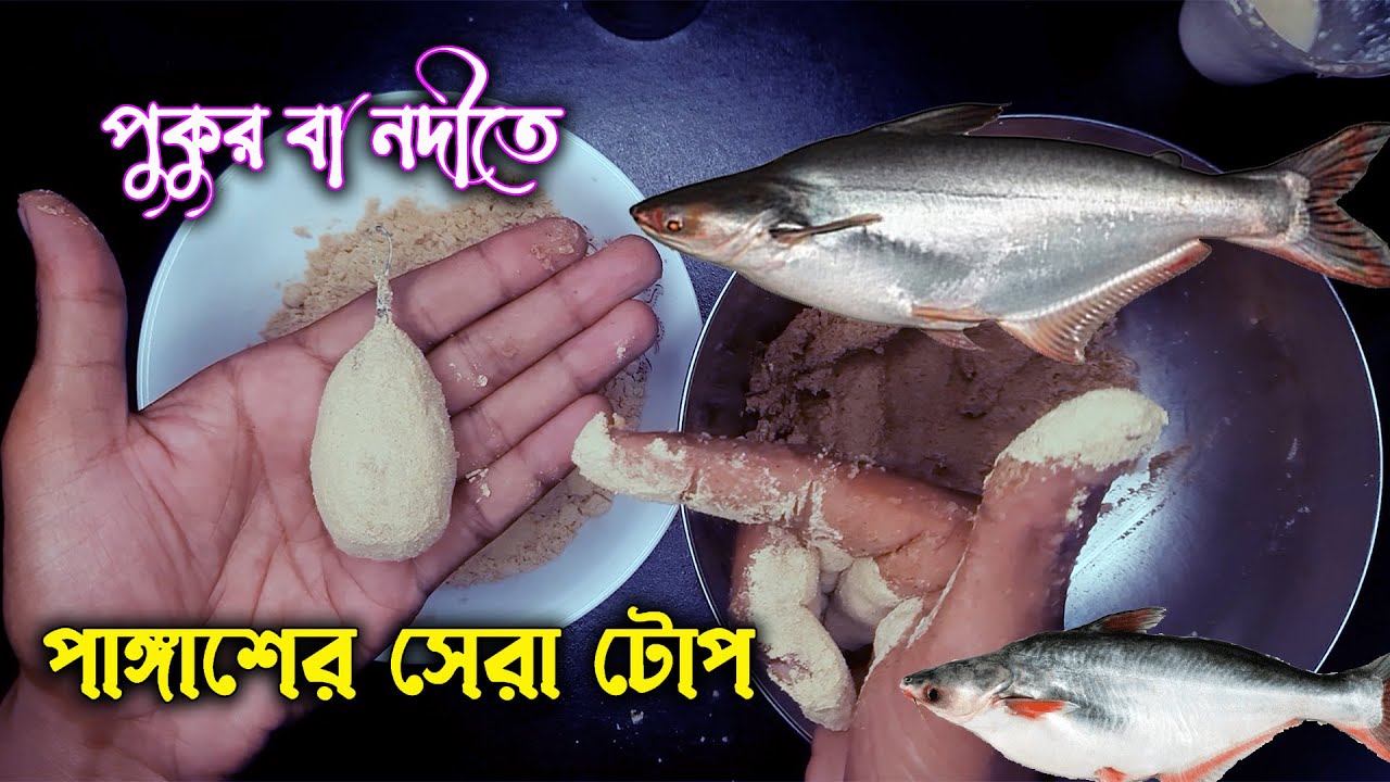 পাঙ্গাশ মাছের নির্ভরযোগ্য টোপ || Best pangasius fishing bait || giant pangasius fishing || hook fish