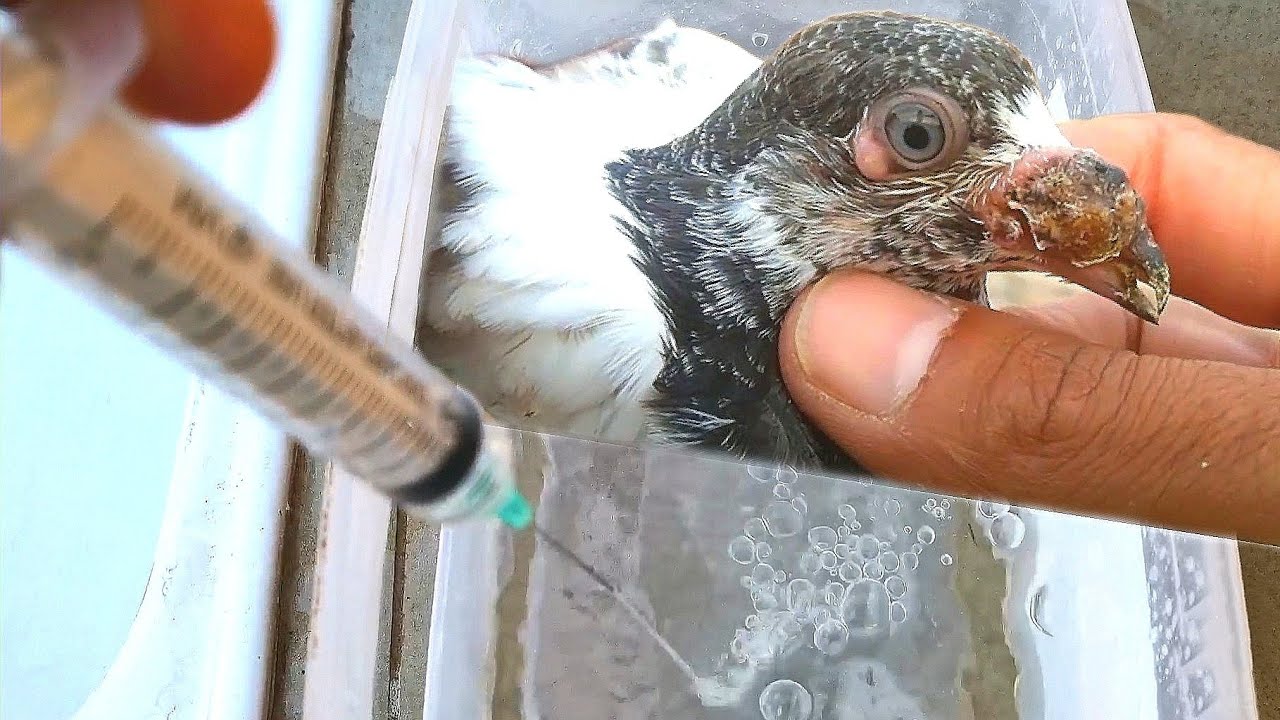 ОСПА У ГОЛУБЕЙ. Это средство 100% помогает!!! POSP IN DOVE. This tool 100% helps!!!