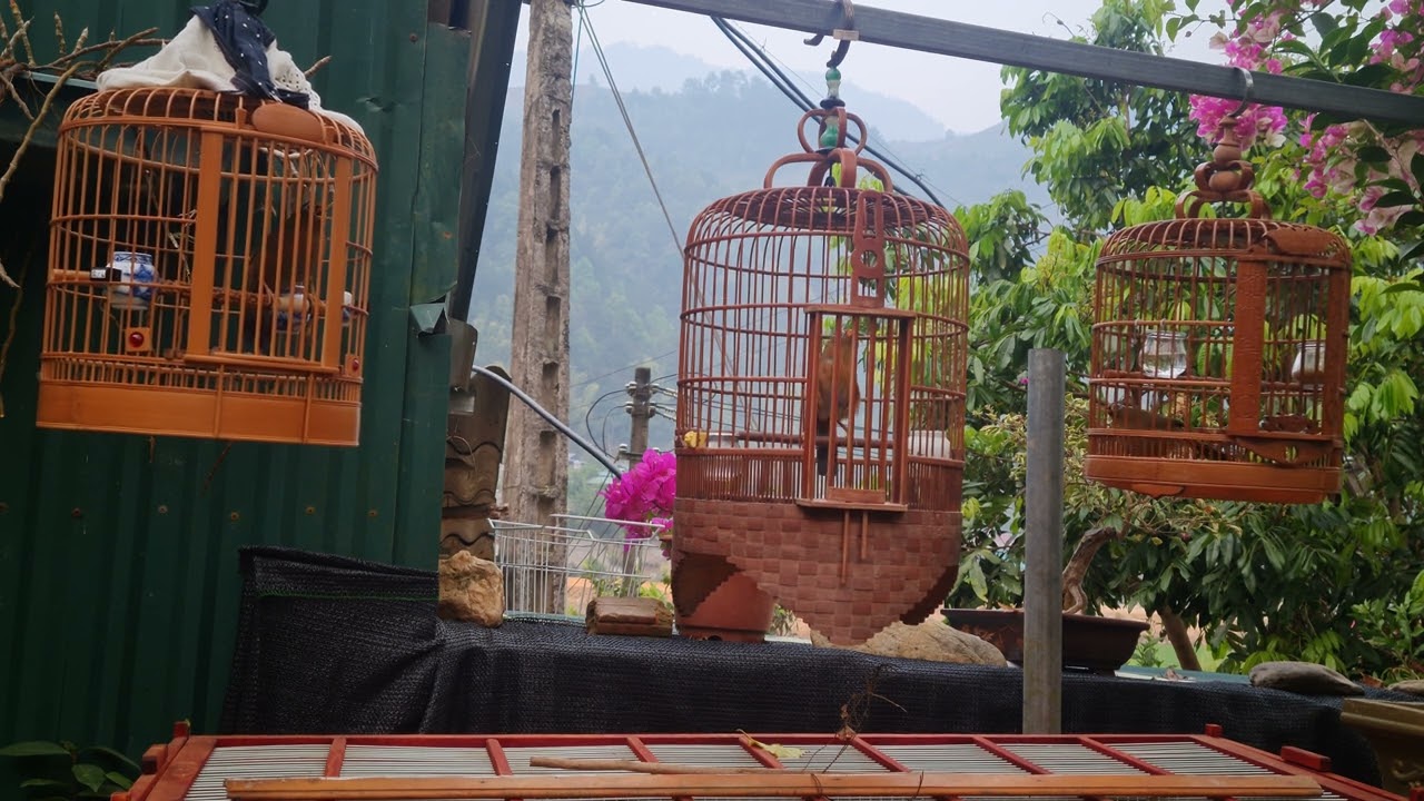 Họa mi hót đấu