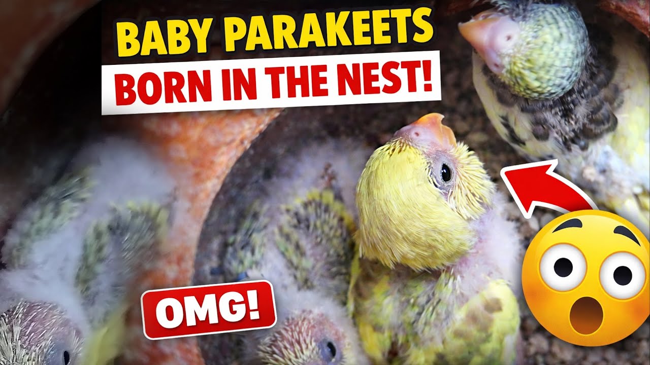 Budgie Growth Stages | Day 191 of Babies Time lapse🐦