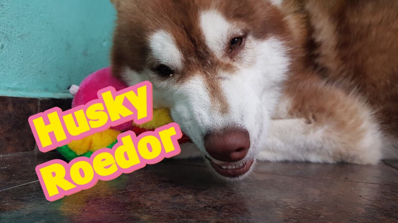 Como fazer seu cachorro parar de roer ?!