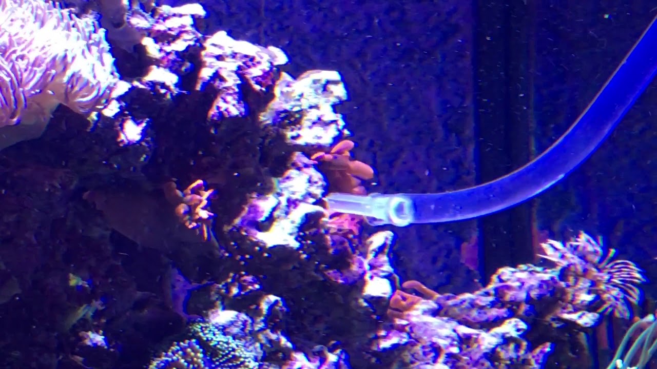 Easiest Way To Remove Anemone Off Rocks