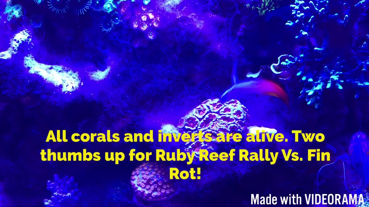 Ruby Reef Rally Treatment