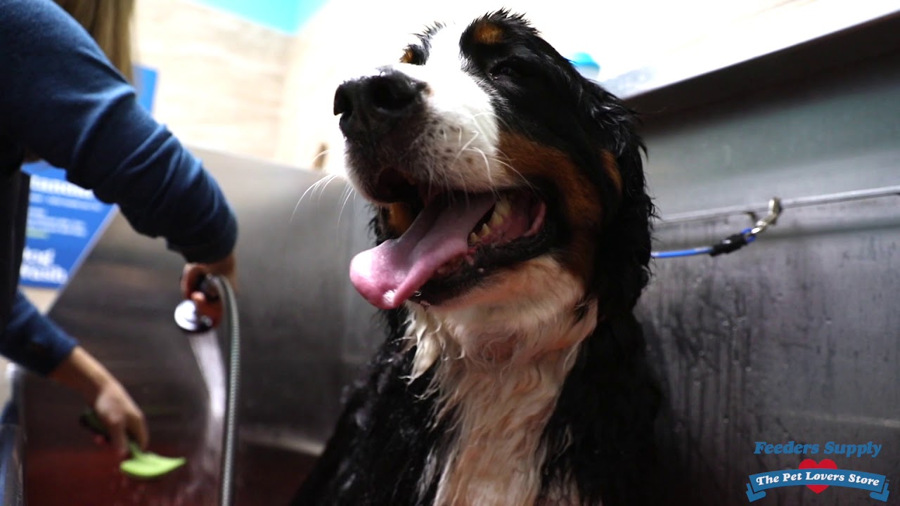 Avoid the Hassle with our Self-Serve Pet Wash.