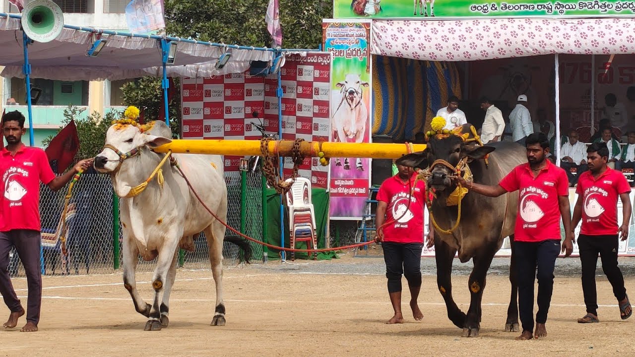 రెంటచింతల గ్రామం 6 పళ్ళ విభాగం 4వ జత ARY BULLS 💥 MKM BULLS 