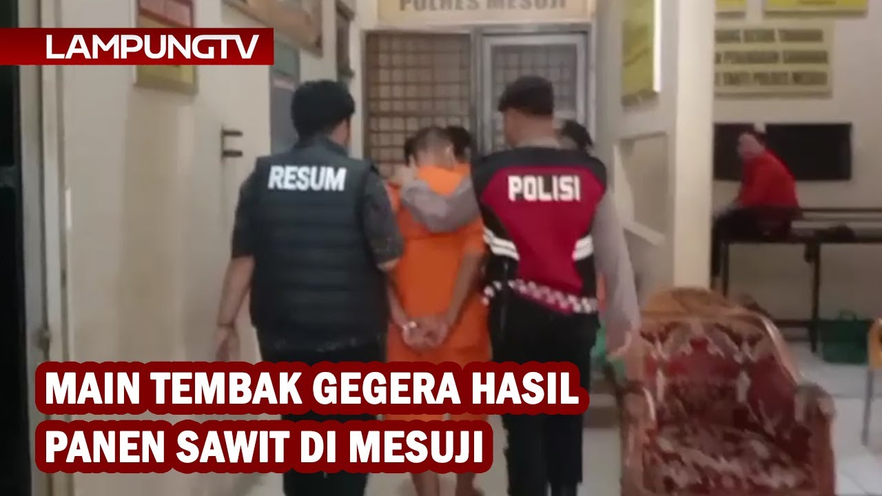Main Tembak Gegara Hasil Panen Sawit di Mesuji