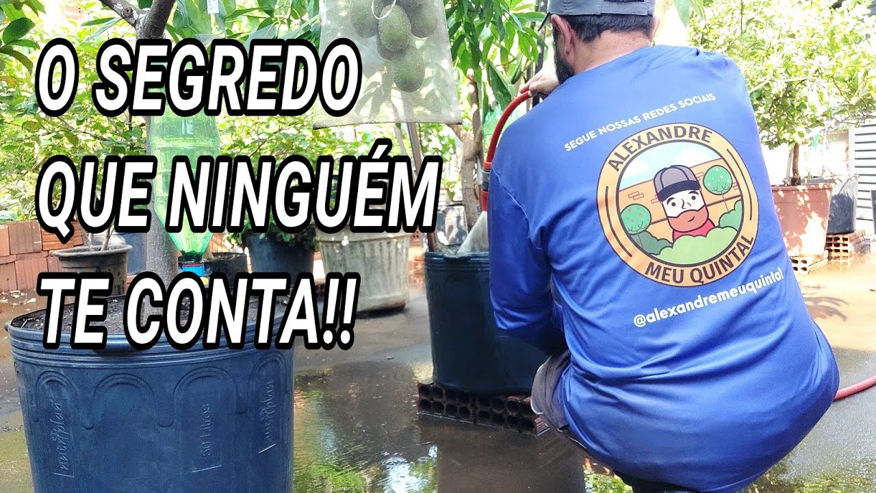 DEPOIS QUE APRENDI ISSO SEMPRE COLHO FRUTOS EM VASOS E NO QUINTAL!! 