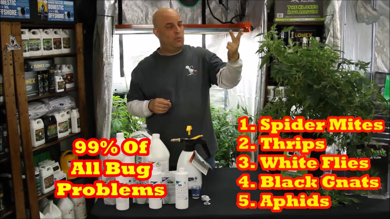 Marijuana Bug Problems | Everything You Need To Know | grow boss