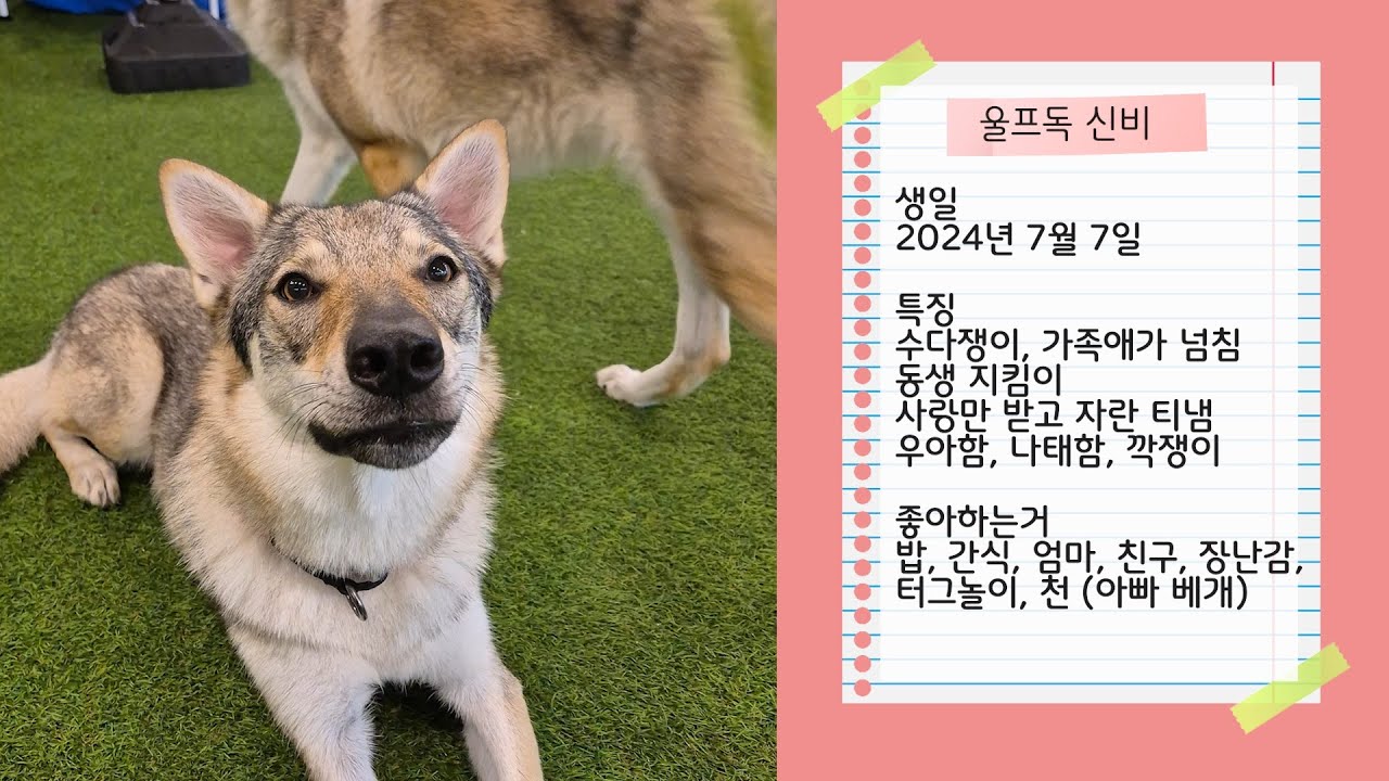 우아한 늑대개? 사실은 아빠 베개만 노리는 '나태 신비'의 실체 👸