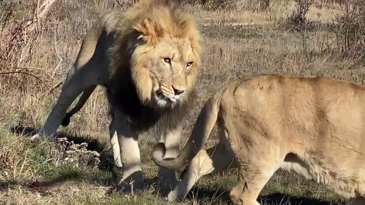 ВОТ ТАК ДА ! Лев Витя ПОДЧИНЯЕТСЯ СУЛТАНУ !