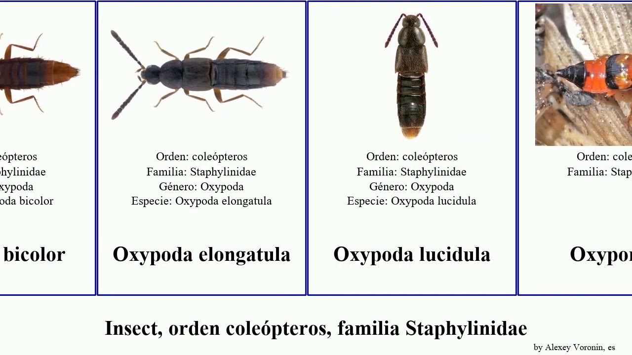 Insect, orden coleópteros, familia Staphylinidae aleochara elegans lata bicolor gracilis concolor