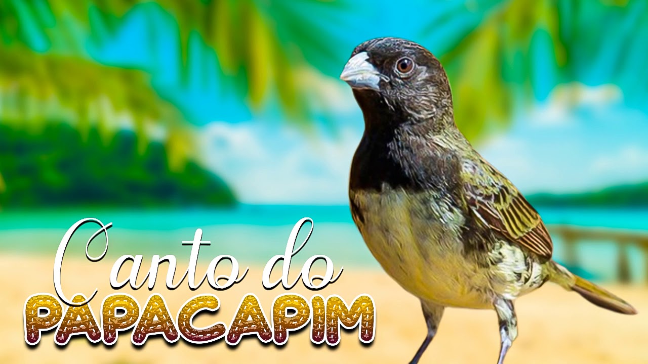 Canto do Papa Capim