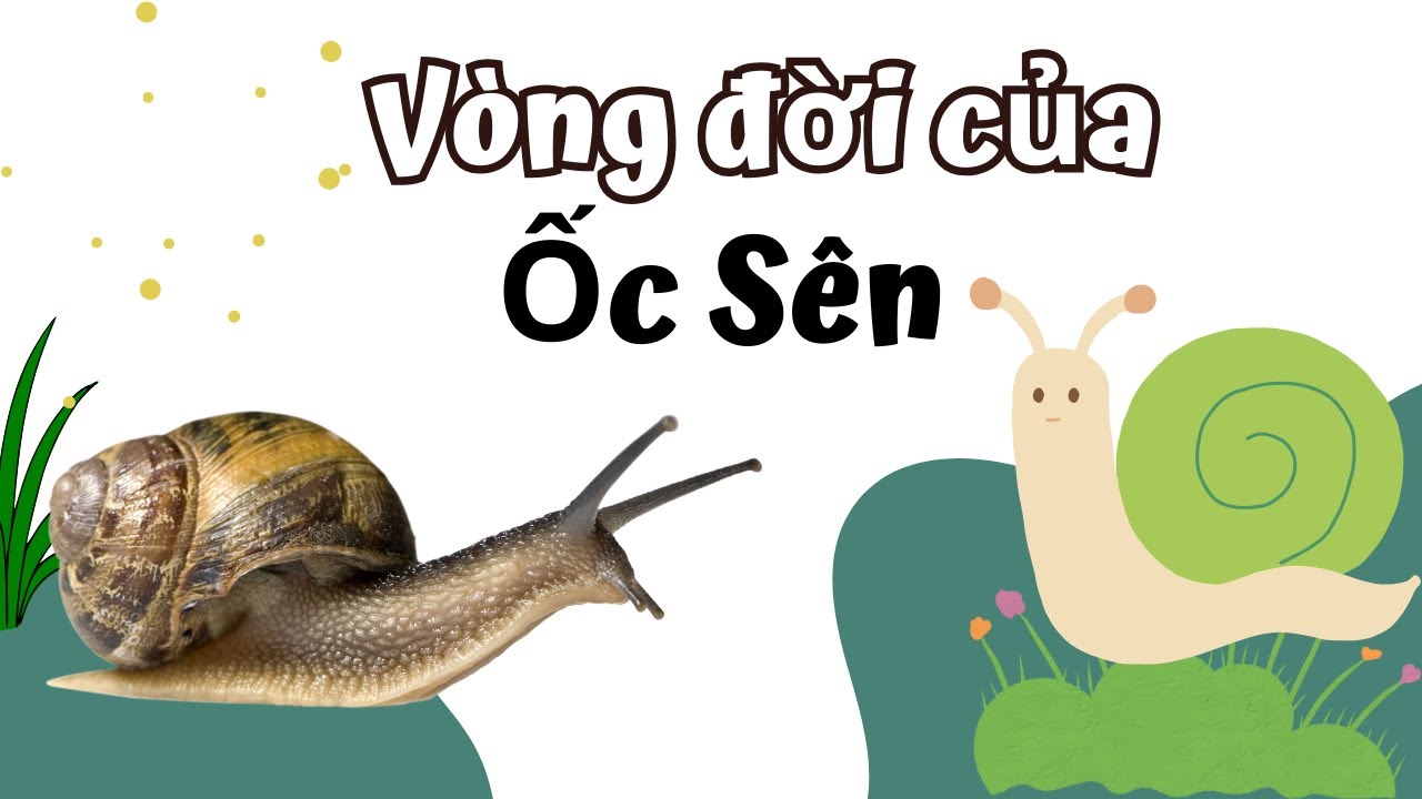 V&ograve;ng Đời Của Ốc S&ecirc;n Bao Nhi&ecirc;u Ng&agrave;y? Snail Life Cycle