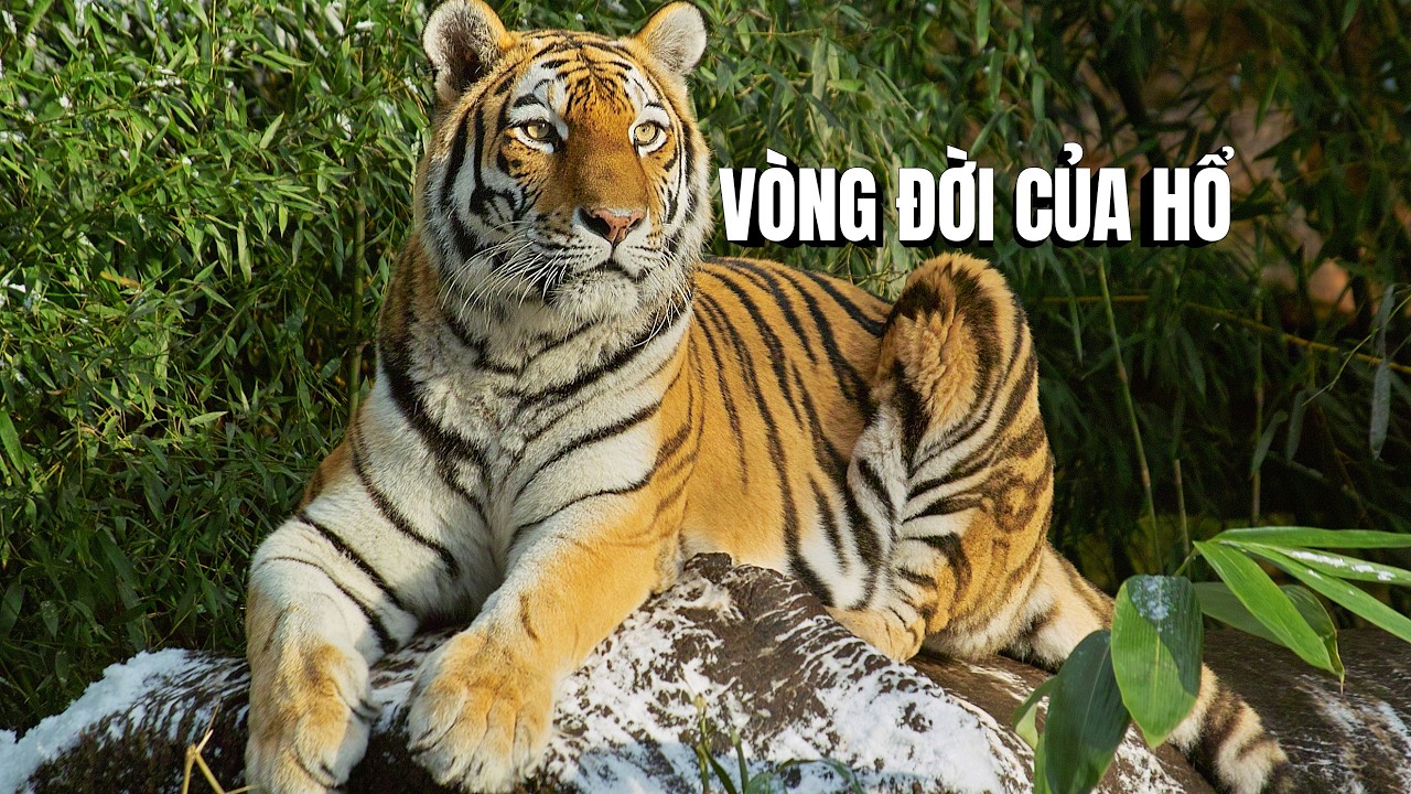 Vòng Đời Của Hổ | Phim Tài Liệu Động Vật Hoang Dã Đầy Đủ