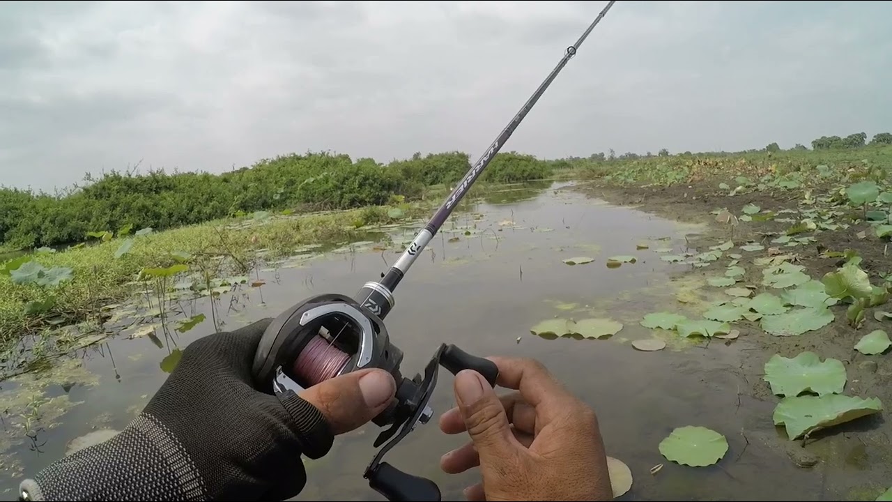 ចេះតែធ្វេីវីដេអូលេងៗទៅបងប្អូនជួយតិចផង #បបក់ត្រីបឹង #fish