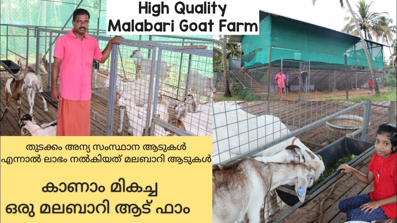 Malabari Goat Farm|Goat Farming Kerala|Goat farm malayalam|Goat shed|