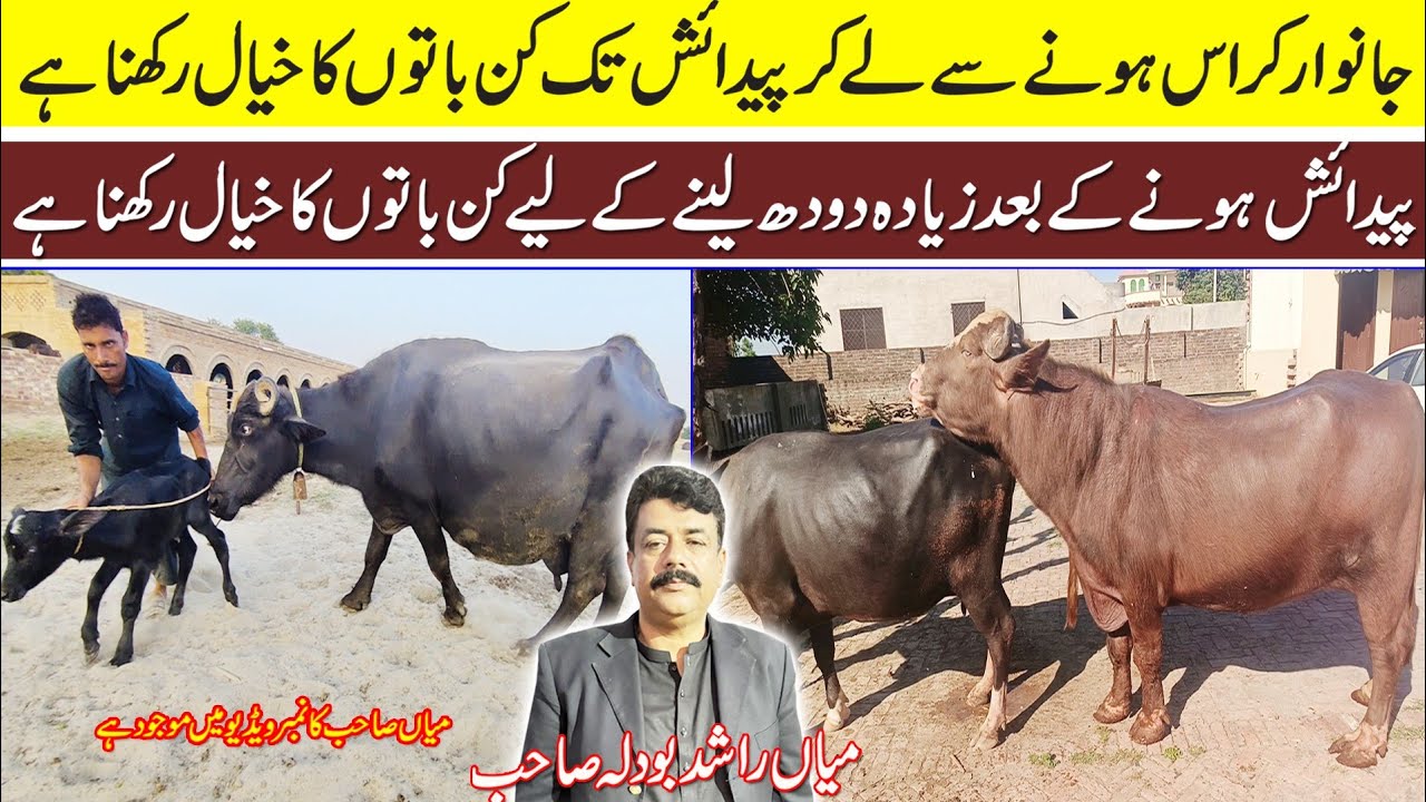 buffalo farming | nili buffalo | buffalo farming in Pakistan | animal farming in Pakistan | buffalo