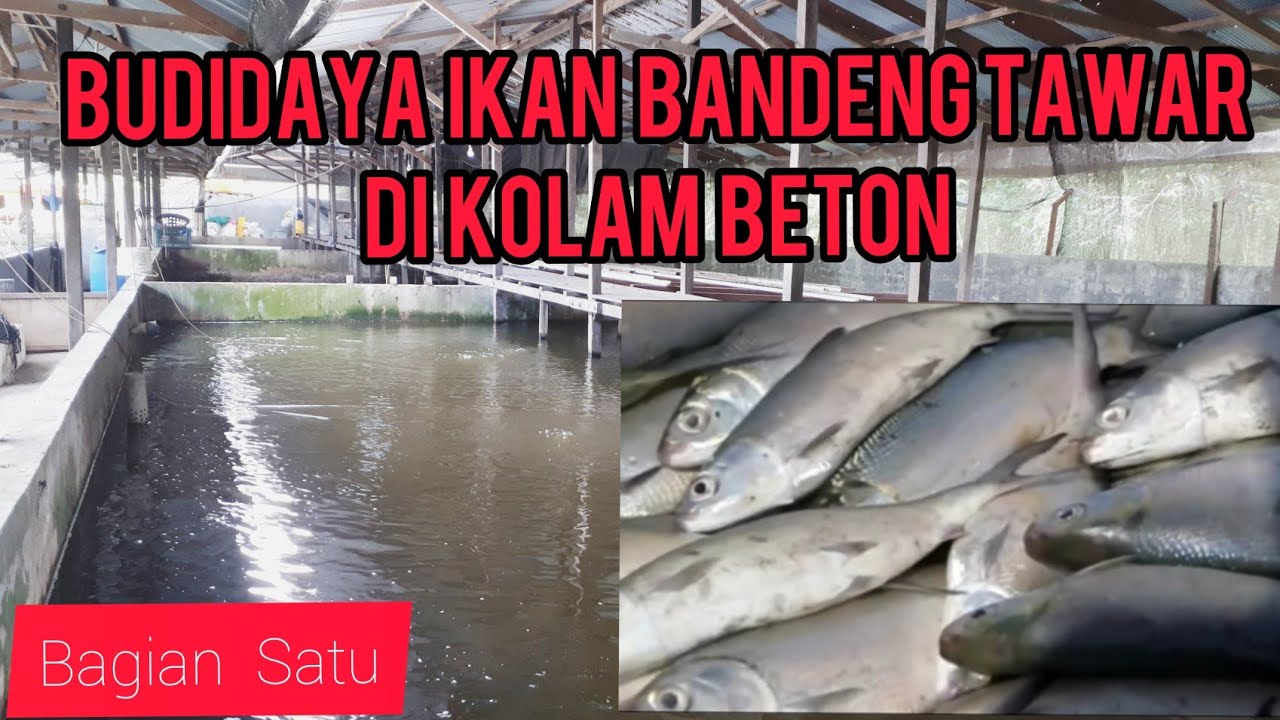 BUDIDAYA IKAN BANDENG TAWAR DI KOLAM BETON #gondronglabanan#lele #anggrek #udang  #bandeng#ikantuna