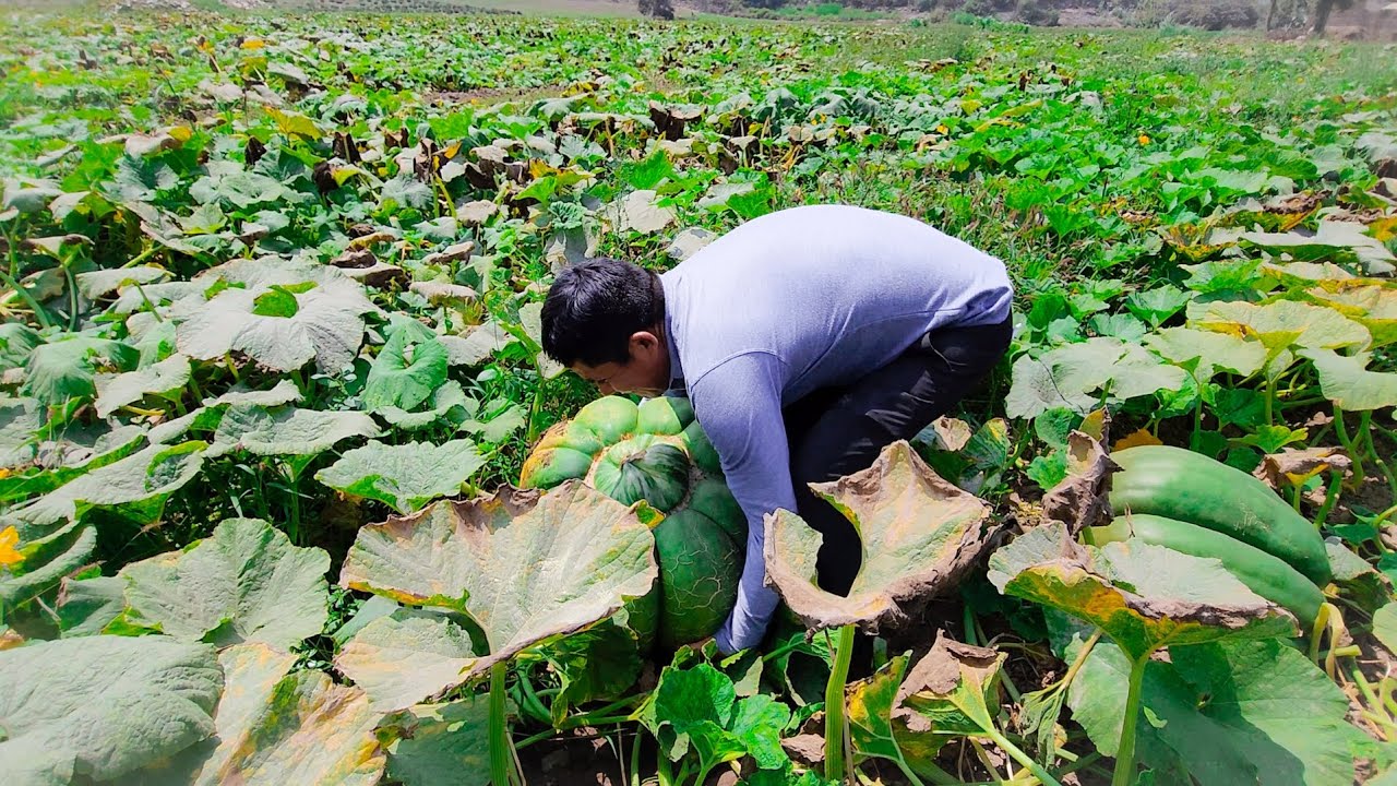 IMPRESIONANTE ESTOS ZAPALLOS PESAN M&Aacute;S DE 100 KILOS 😲⚖️👨&zwj;🌾🔝/VictorSolis