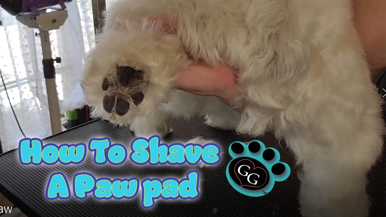 How To Shave A Paw Pad - Basic Edition - Gina's Grooming