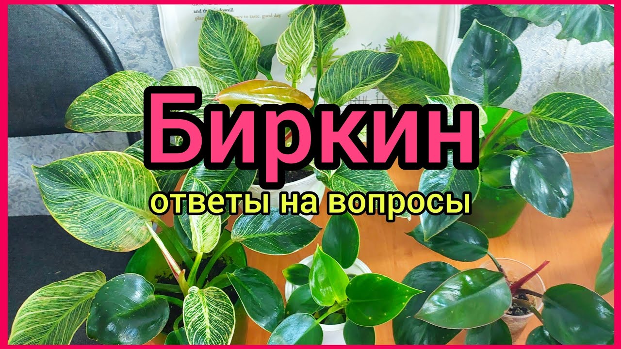 Точки на листьях🌿Проявит ли полоски зеленая детка🌿Мутации🌿 #филодендрон #БИРКИН #цветы #растения