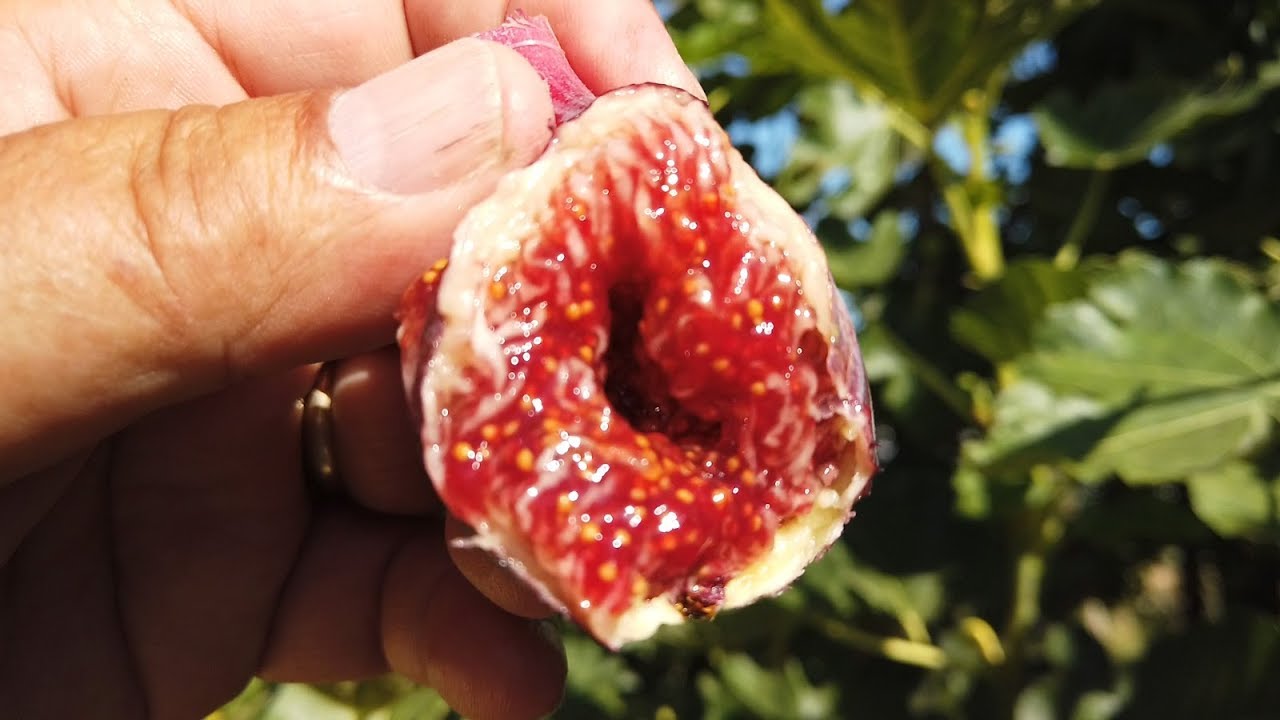 Bordissot Negra Rimada Fig & Variegated Panache Mutation